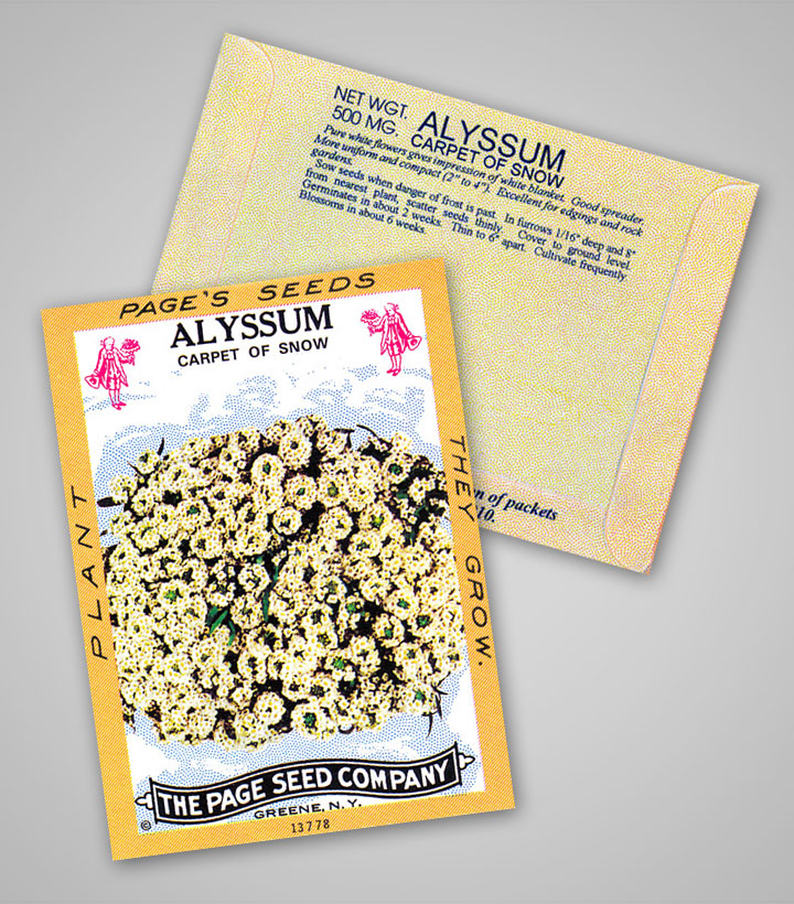 alyssum_antique_design_pag.jpg