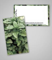 basil_business_card_size_pag.jpg