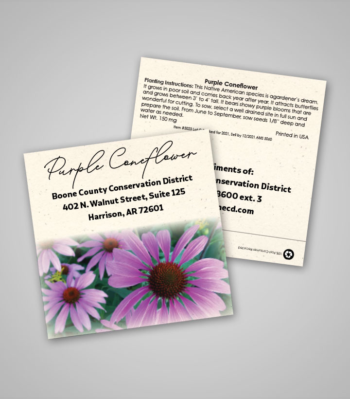 square-purple-coneflower