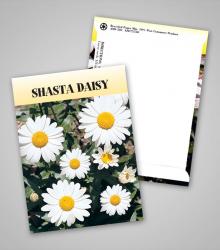 shasta-daisy_traditional_pag.jpg