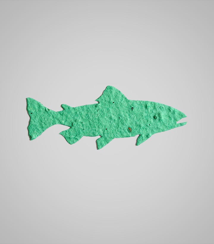 shape-Fish.jpg