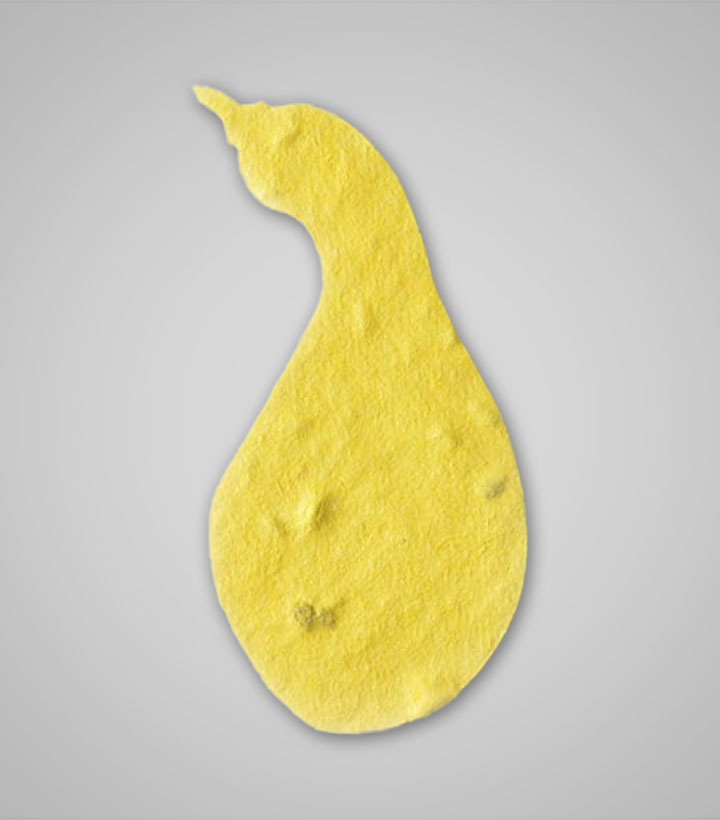 shape-Squash