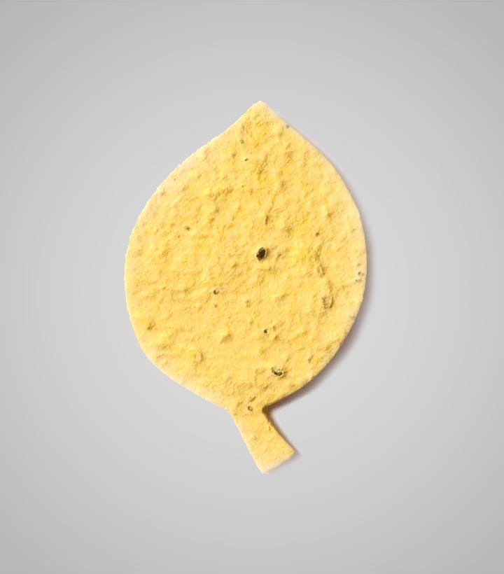 shapes-Beech-Leaf.jpg