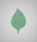shape-basil-leaf-sage-RTS.jpg